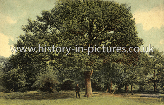 The Oaks, High Beech, Epping Forest, Essex. c.1910